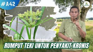 Download lagu mannfaat rumput teki untuk pengobatan yg luar bias mp3