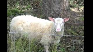 Preacher Keeps Repeating Himself! (Episode 32) SLAVE SERMONS "Just Say No"