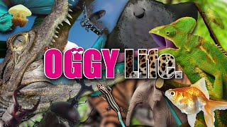 OGGYLife NewOpening／Breakdown