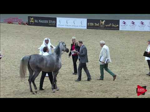 N 143 TREVE AL SHAQAB   21st Qatar National 2018   Fillies 2 years old Class 4A