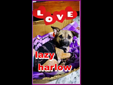 lazy Harlow 🥰 #shorts #youtubeindia #trending #hashtags ##pupadoption