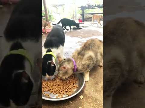 Cats eat nuts - YouTube