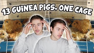 Rescuing 13 Guinea Pigs Living in ONE Cage! 😨😱