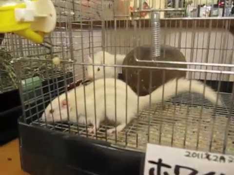 Japanese Pet Store To The EXTREME!!