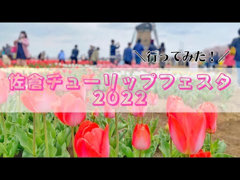 佐倉チューリップフェスタ2022