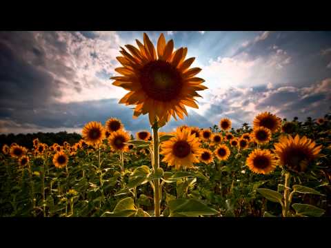 Shulman - Transmissions In Bloom (ALive mix) ᴴᴰ