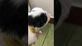 Video preview image #1 Japanese Chin Puppy For Sale in SALEM, OR, USA