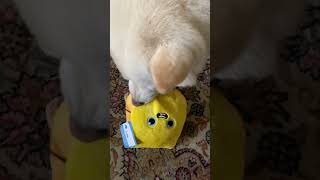 チーズちゃんを堪能する#柴犬 #shibainu