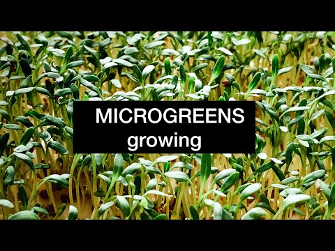How to Grow  Microgreens (Watercress) at Home Easy and Fast