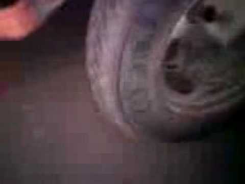 Misu Cernesti BurnOut By Cernesti