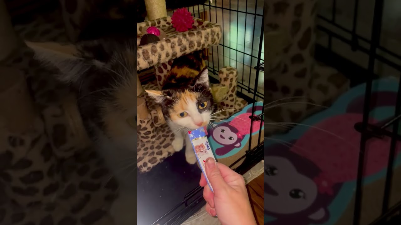 Enlarge Katniss, a ADOPTABLE mixed breed in High View, WV video 5/5