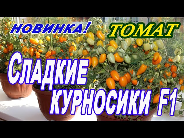 Томаты сладкие описание сорта фото отзывы