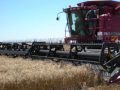 Adcock Harvesting Australian Wheat Harvest 2008 09