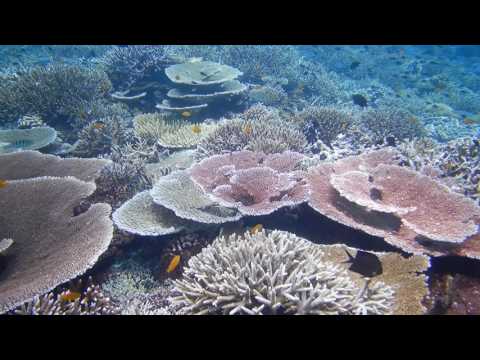 Nikon COOLPIX W300: Underwater Reef