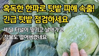 혹독한 한파로 텃밭 피해 점검 - 모두 얼어붙어버린 텃밭