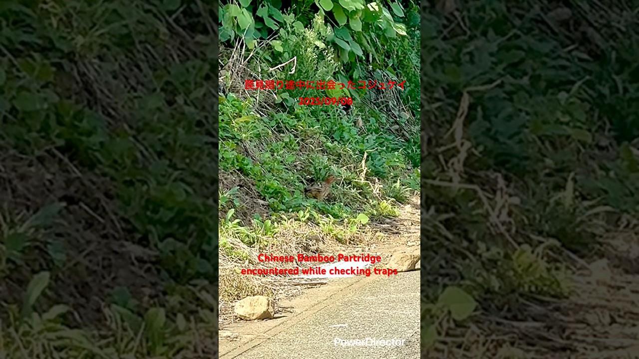 罠見廻り途中に出会ったコジュケイ(Chinese Bamboo Partridge encountered while checking traps)2025/09/08 #コジュケイ #小綬鶏