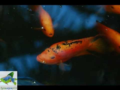 Anna Aqua Pets -Ornamental Fish farm - Exotic  Tropical Fresh water fish farm in India