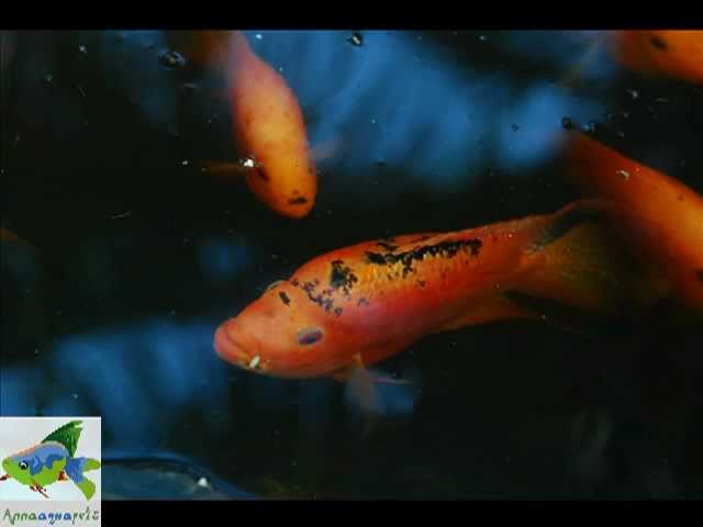 Anna Aqua Pets -Ornamental Fish farm - Exotic  Tropical Fresh water fish farm in India