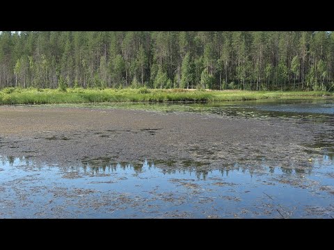 Soiden ojittamisen vaikutus vesistöön