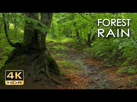 Forest Rain - Gentle Rain Sounds for Sleep & Relaxation - 10 Hours - Light Drizzle on Leaves - 4K