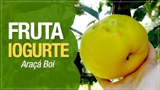 Miniatura do vídeo