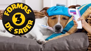 🛑 COMO SABER SI MI PERRO TIENE FIEBRE 👉 [ 3 ] FORMAS FACILES DE SABERLO 👈 🐩 🐶 🐕 💢