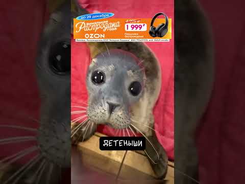 Тюлени 🦭 Интересные факты