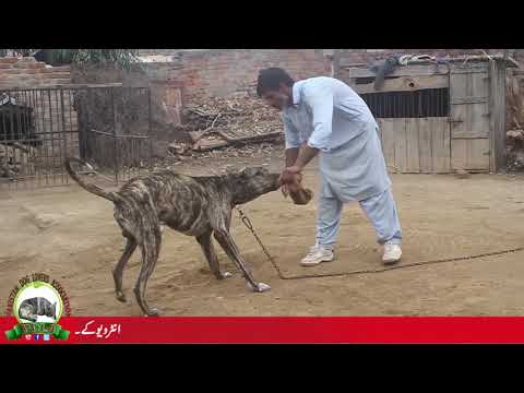 Bull Dogs Of Qasim Javaid Sandela From Memo Wali Part 5 Watch In HD Urdu/Hindi