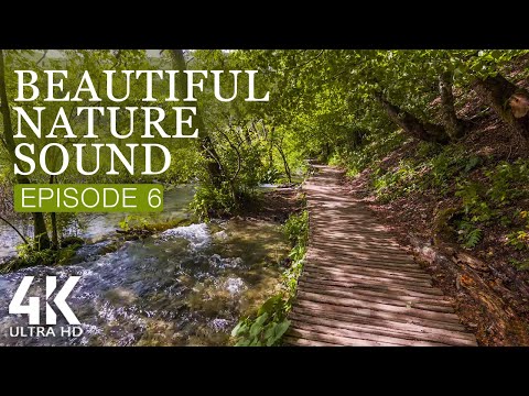 8 HRS Soothing Bird Songs + Gentle Water Sounds for Relaxation - 4K Beautiful Nature Soundscapes #6