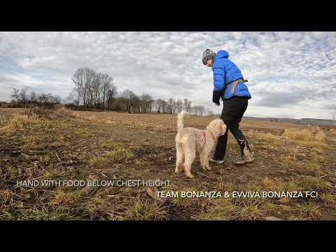 Sit and freeze indication for scent work with lagotto romagnolo - day 1