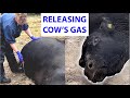 Vet releases gas from cow 🐄💨