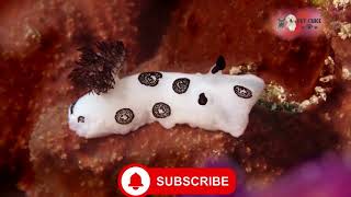 Funny Animal Videos 2025  Cute and Funny animals Videos Compilation. #animals