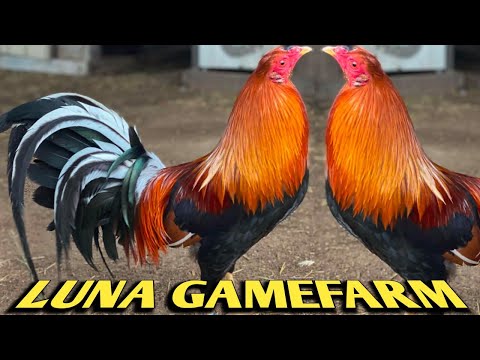 Yellow leg Hatch Penny Hatch Sweater - LUNA FARM