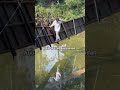 DEG DEGAN BANGET PAS MAU NYEBRANG