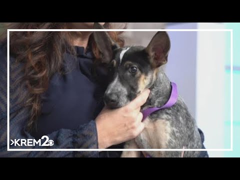 Pick of the Litter: Meet Zeke, a two-month-old Blue Heeler - YouTube