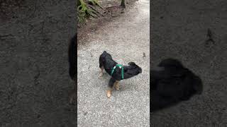 Australian Collie Puppies Videos
