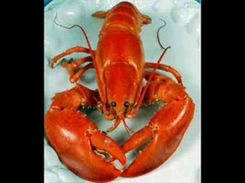 Lobster!
