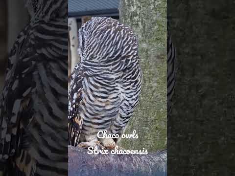 Strix chacoensis aviary