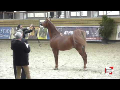 N.25 NAYEF AL KHALEDIAH - DEAUVILLE 2015 - 2 year old colts (Class 7)