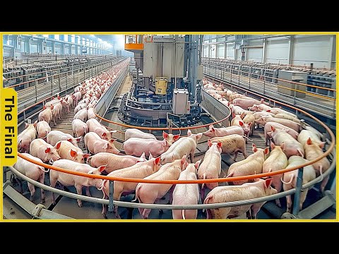 How Chinese have captured the world pork market with modern technology | Food Processing Machines