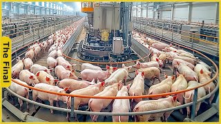 How Chinese have captured the world pork market with modern technology | Food Processing Machines