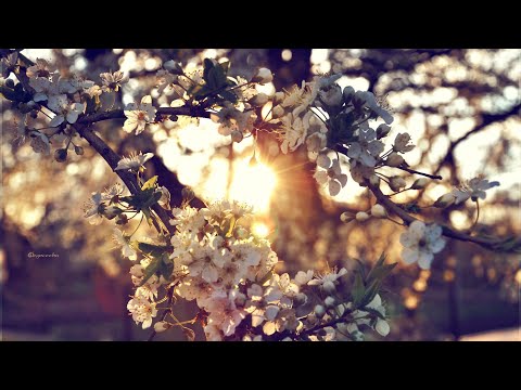 Surorile Clipa - O voce blândă