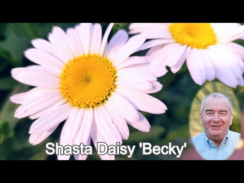 image-How to plant shasta daisies in the garden?