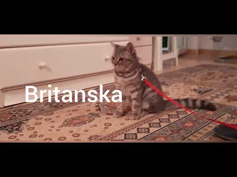 Mačiji život : ep1