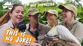We Ran Out Of Ideas... So Here Are Some Animal Jokes!