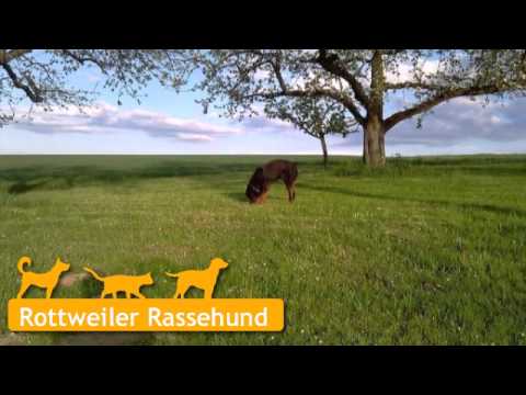 Rottweiler in Hardthausen