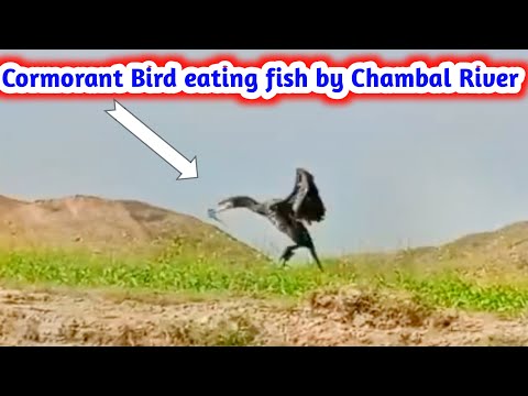 Cormorant Bird Eating fish by the River in Ranthambore I Cormorant Bird catching fish and killed