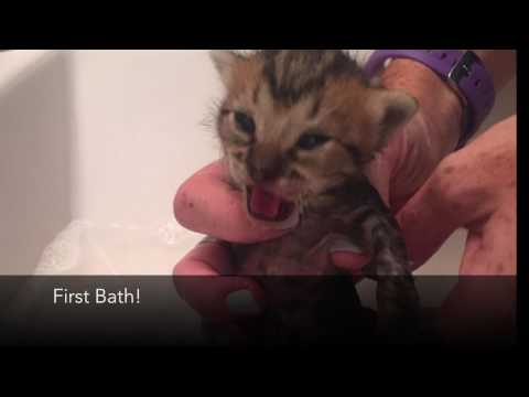 Spay/Neuter 2,000 Stray Dogs & Cats in The Bahamas