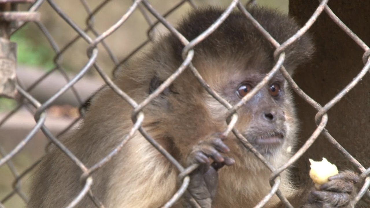 Estância de Santa Luzia abriga 27 espécies diferentes de aninais 