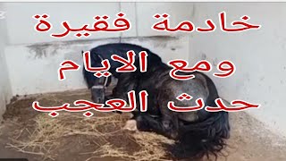 الفقر دمر حياتي  😪ولكن القدر  فعل مالم يكن في الحسبان